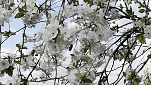 Close up footage of blooming tree with white flowers