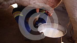 Close up footage of a cow being milked by hand into a bucket on a cattle farm in south africa