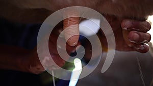 Close up footage of a cow being milked by hand into a bucket on a cattle farm in south africa