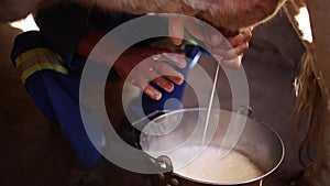 Close up footage of a cow being milked by hand into a bucket on a cattle farm in south africa