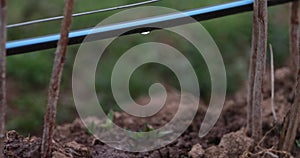 Close up footage of the irrigation of raspberries used on an organic farm and saves water with the drop by drop system