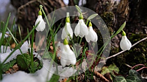 Close-up footage of snow melting and snowdrop flower blooming Early spring in the forest. Snowdrop flowers, Glade of