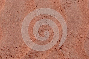 A Close-up of Footprints in the Desert Sand