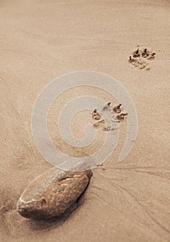 Close up of Footprints of dog in beach