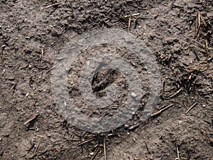 Close-up of footprints of roe deer (Capreolus capreolus) in deep and wet mud in the ground