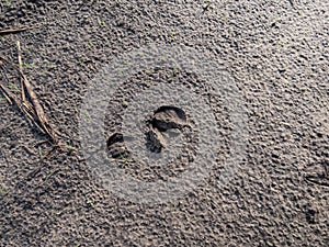 Close-up of footprints of roe deer (Capreolus capreolus) in deep and wet mud in the ground