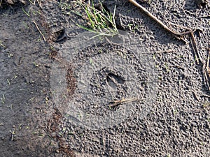 Close-up of footprints of roe deer (Capreolus capreolus) in deep and wet mud in the ground