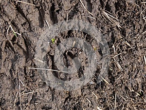 Close-up of footprints of roe deer (Capreolus capreolus) in very deep and wet mud after jumping over a ditch