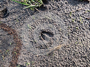 Close-up of footprints of roe deer (Capreolus capreolus) in deep and wet mud in the ground