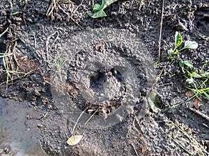 Close-up of footprints of roe deer (Capreolus capreolus) in deep and wet mud in the ground