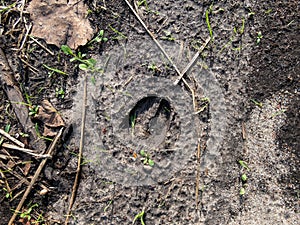 Close-up of footprints of roe deer (Capreolus capreolus) in deep and wet mud in the ground