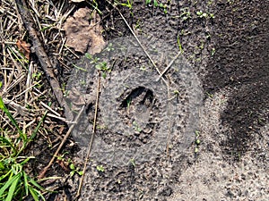 Close-up of footprints of roe deer (Capreolus capreolus) in deep and wet mud in the ground. Tracks of animals