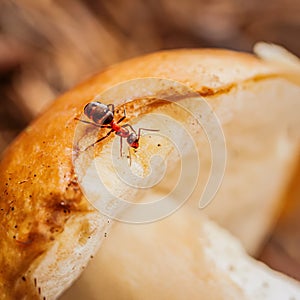 Close-up of Forest ant on mushroom. Microworld photo