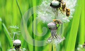 close-up of a forest bug on a flying dandelion