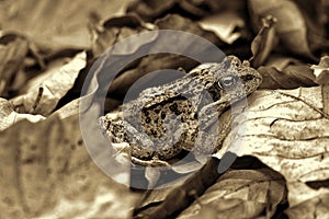 Close up of a forest frog