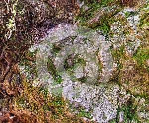 Close up forest rock texture with moss