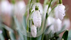 Close-up of forest snowdrops in sunshine