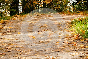 Close-up of forest trail. Road with many fallen leaves, autumn landscape and copy spase for text. Clear fall autumn day