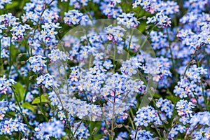 Close-up of Forget-me-not flowers blooming in late Spring 1