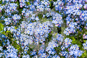 Close-up of Forget-me-not flowers blooming in late Spring 2