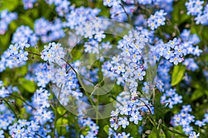 Close-up of Forget-me-not flowers blooming in late Spring 3