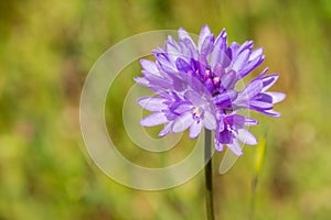 Close up of Forktooth ookow Dichelostemma congestum blooming in Stebbins Cold Canyon, Napa Valley, California