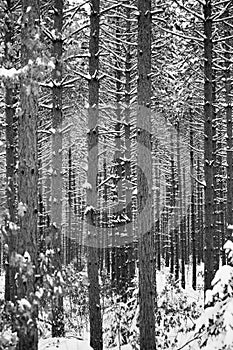 Close up of a forrest of pine trees after a snow storm, B&W vertical