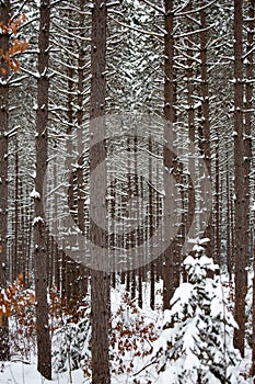 Close up of a forrest of pine trees after a snow storm, vertical