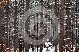 Close up of a forrest of pine trees after a snow storm