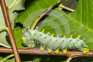 Cecropia Caterpillar Forth Instar - Hyalophora cecropia