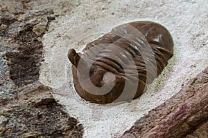 close up of fossilized remains of a trilobite.
