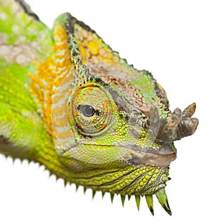 Close-up of Four-horned Chameleon