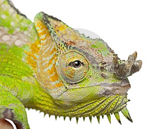 Close-up of Four-horned Chameleon