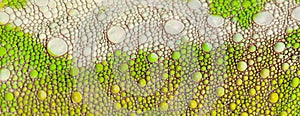 Close-up of Four-horned Chameleon skin