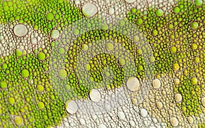 Close-up of Four-horned Chameleon skin