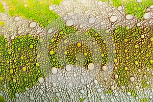 Close-up of Four-horned Chameleon skin