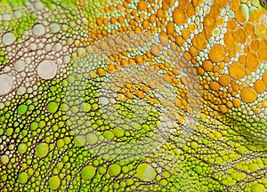 Close-up of Four-horned Chameleon skin