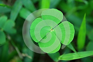 Close-up of Four-leaf Water Clover or Clover Fern, Blurred Background