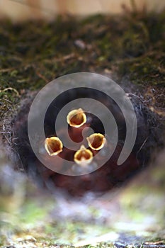 Close up of four little Great tit Parus major baby birds in nest