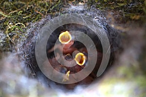 Close up of four little Great tit Parus major baby birds in nest