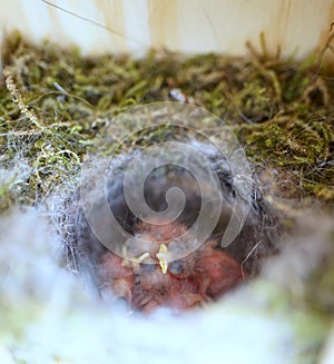 Close up of four little Great tit Parus major baby birds in nest