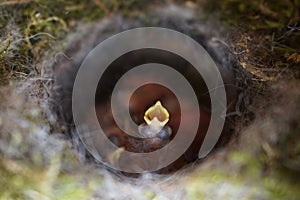 Close up of four little Great tit Parus major baby birds in nest