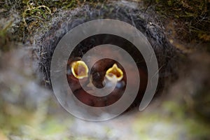 Close up of four little Great tit Parus major baby birds in nest