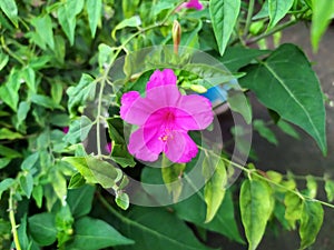 Close up of four o`clock or marvel of peru flower