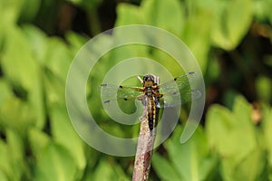 Close up of a four spot chaser dragonfly, libellula quadrimaculata photo