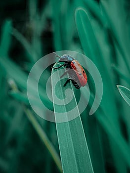 Close-up of a four-spot leaf beetle (Clytra quadripunctata) perched atop a green stem