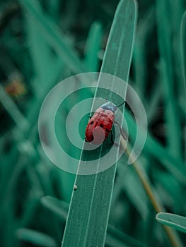 Close-up of a four-spot leaf beetle (Clytra quadripunctata) perched atop a green stem