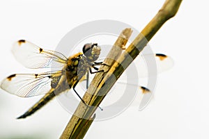 Close up of a Four-spotted Chaser Dragonflies Libellula quadrimaculata from below and high key photo