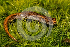 Four-toed Salamander