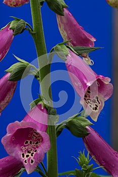 Fox Glove flowers.